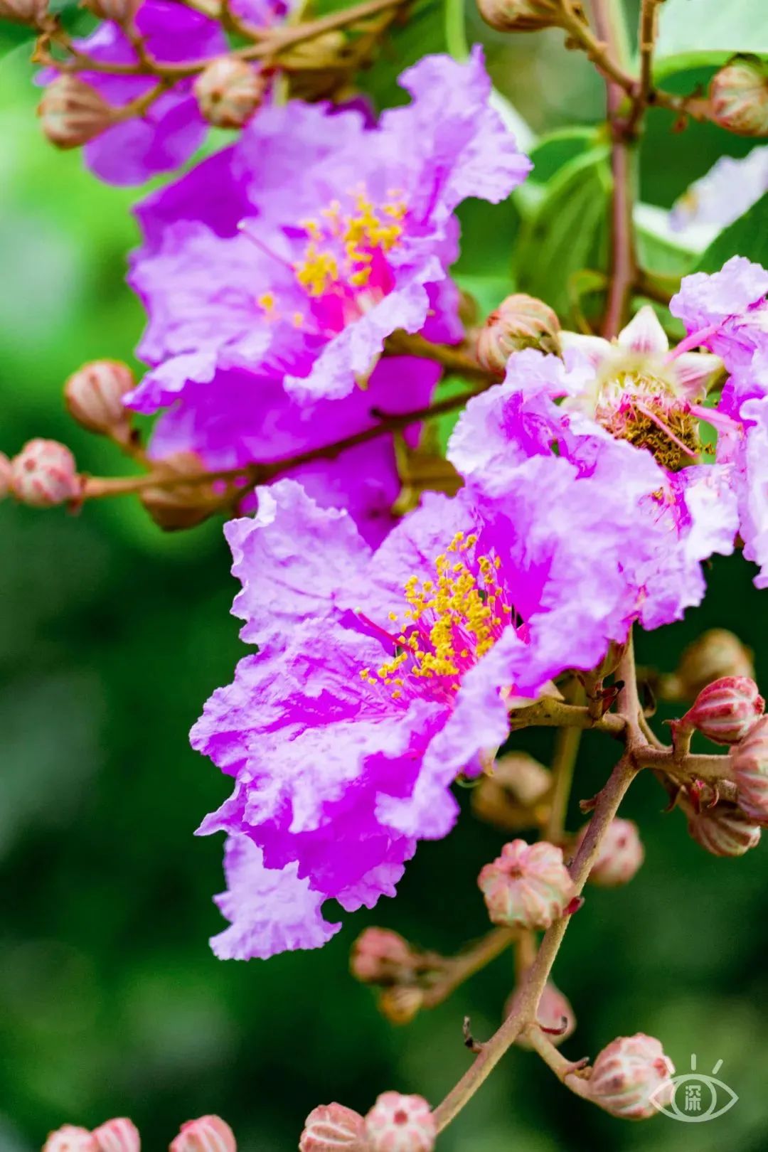家住深圳必去的公园绿道,深圳环湖绿道好玩么