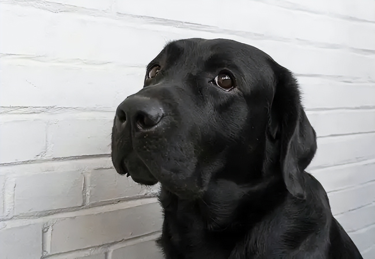 千万不要养黑狗,千万不要养黑色泰迪