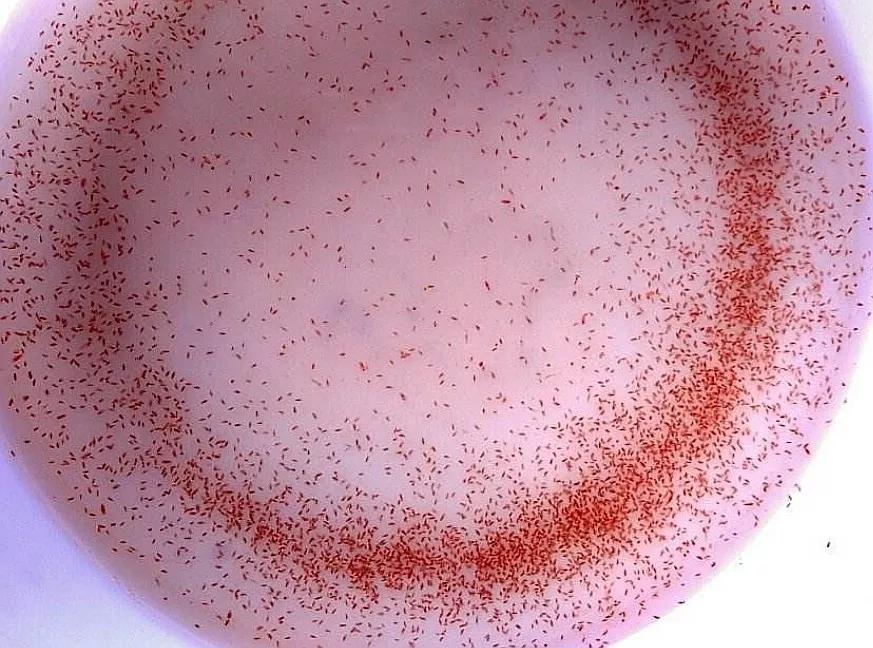 热带鱼观赏鱼养殖必知技巧,新手养热带鱼养什么鱼比较好