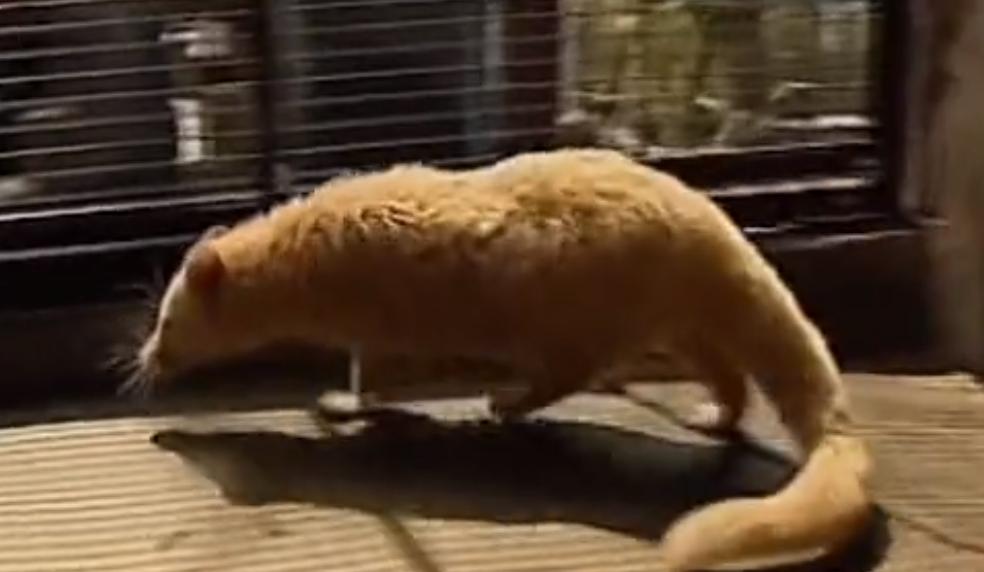 老农发现新物种,江西老农抓到神兽六不像