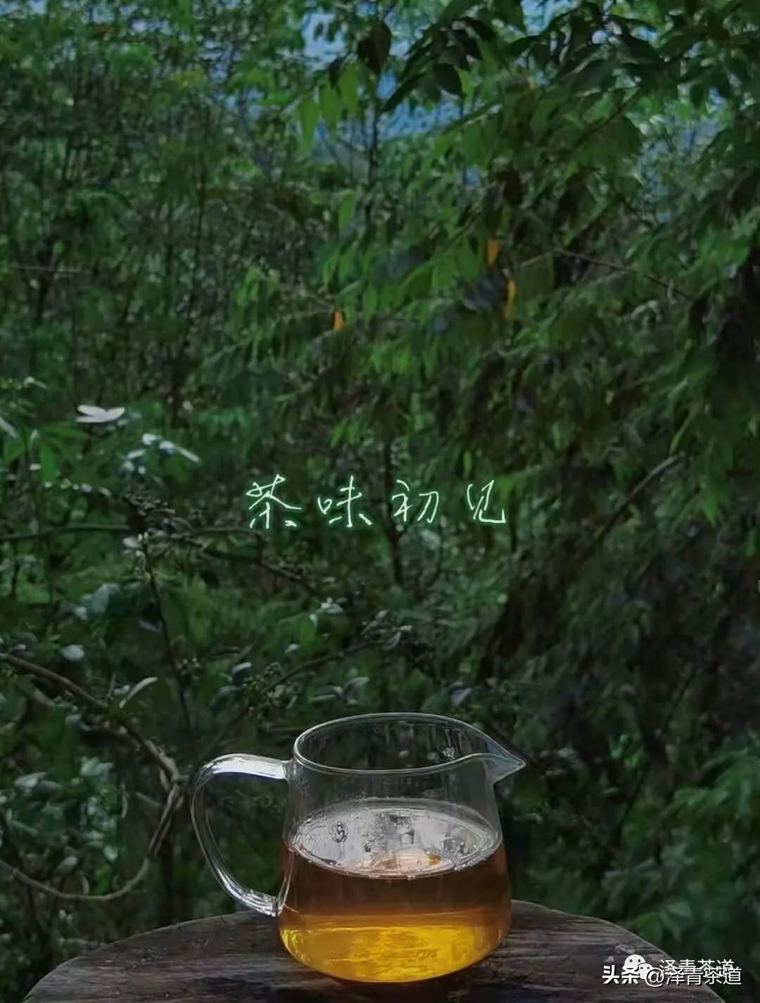 伏天喝什么养生茶最好喝,泡好一杯茶安享三伏天