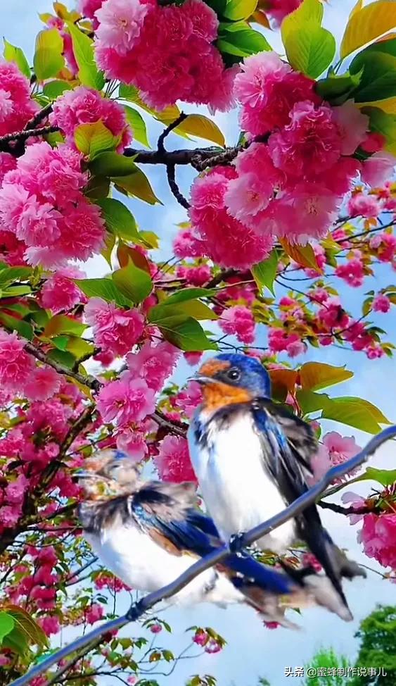 鸟语花香百花争艳让人陶醉,宁静祥和鸟语花香