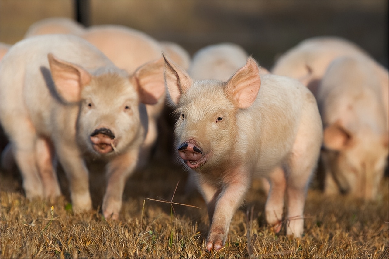 小猪眼睛会肿是什么原因,小猪眼睛肿