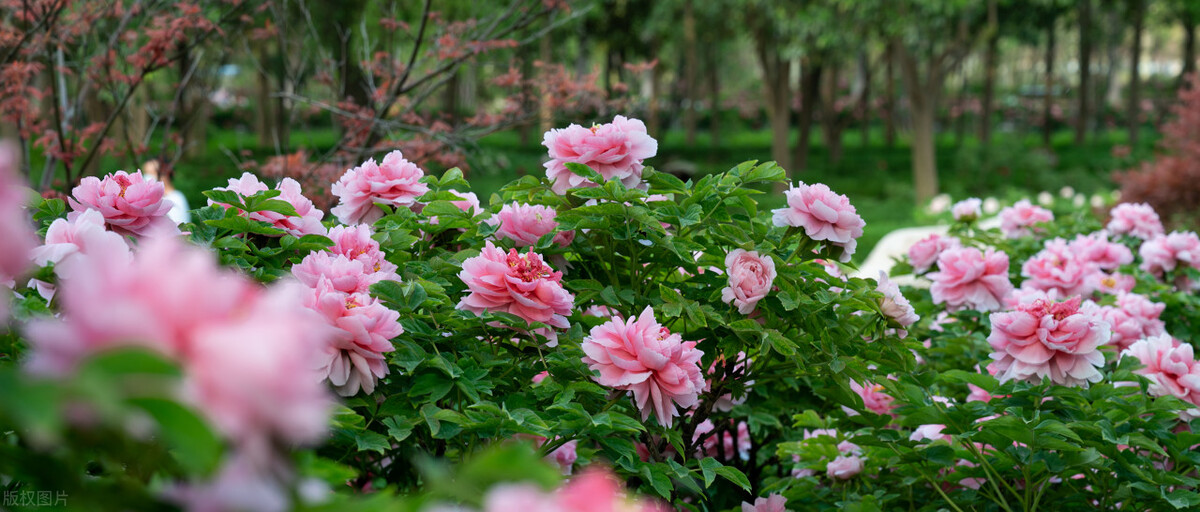 唯有牡丹真国色，花开时节动京城——牡丹，自是花中第一流