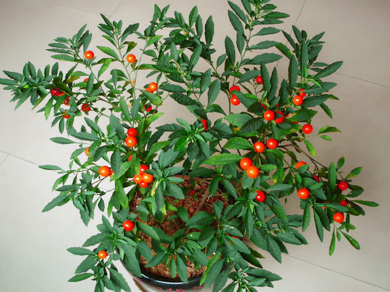 新手养柠檬树,懒人吸水花盆柠檬树