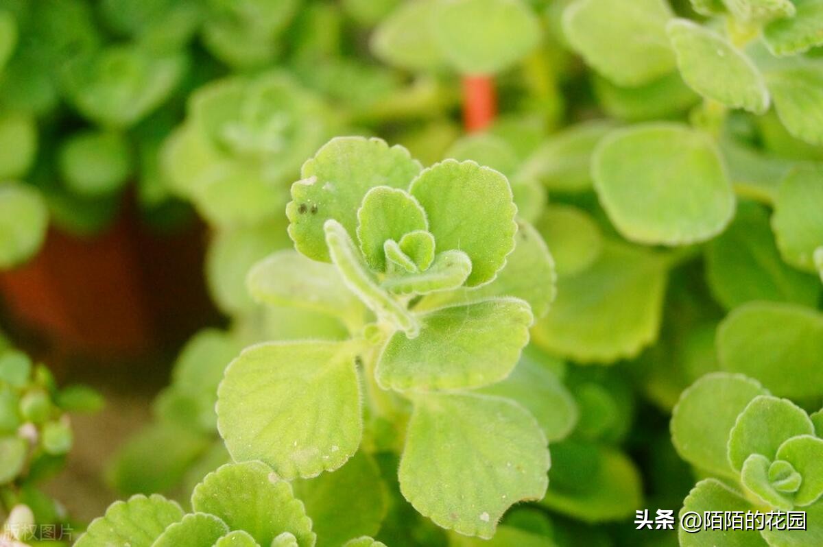 花园蚊子驱蚊用什么方法,夏天花园驱蚊虫最有效的方法