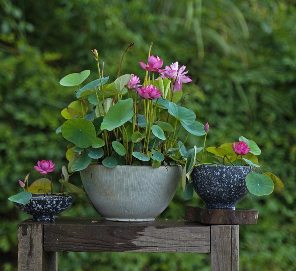 每年收入百万！50岁养莲达人开淘宝，做对了一件事！