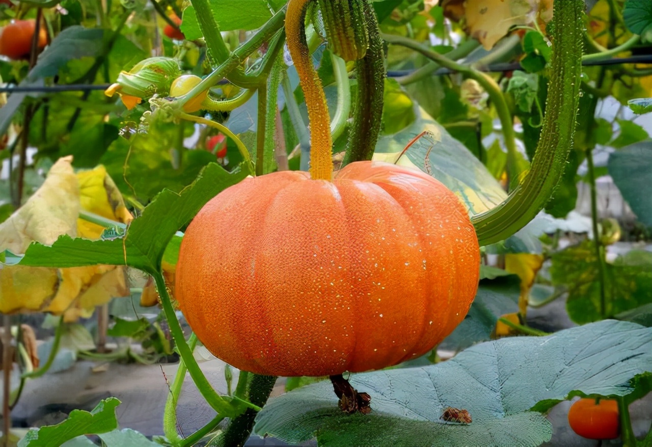萨摩耶吃的食物,萨摩耶狗吃哪些蔬菜
