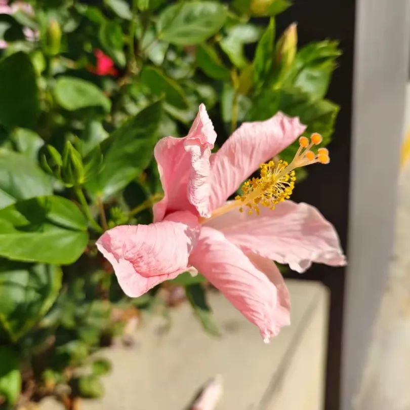 深圳宝安图书馆最新开放时间,深圳罗湖区图书馆什么时候开放