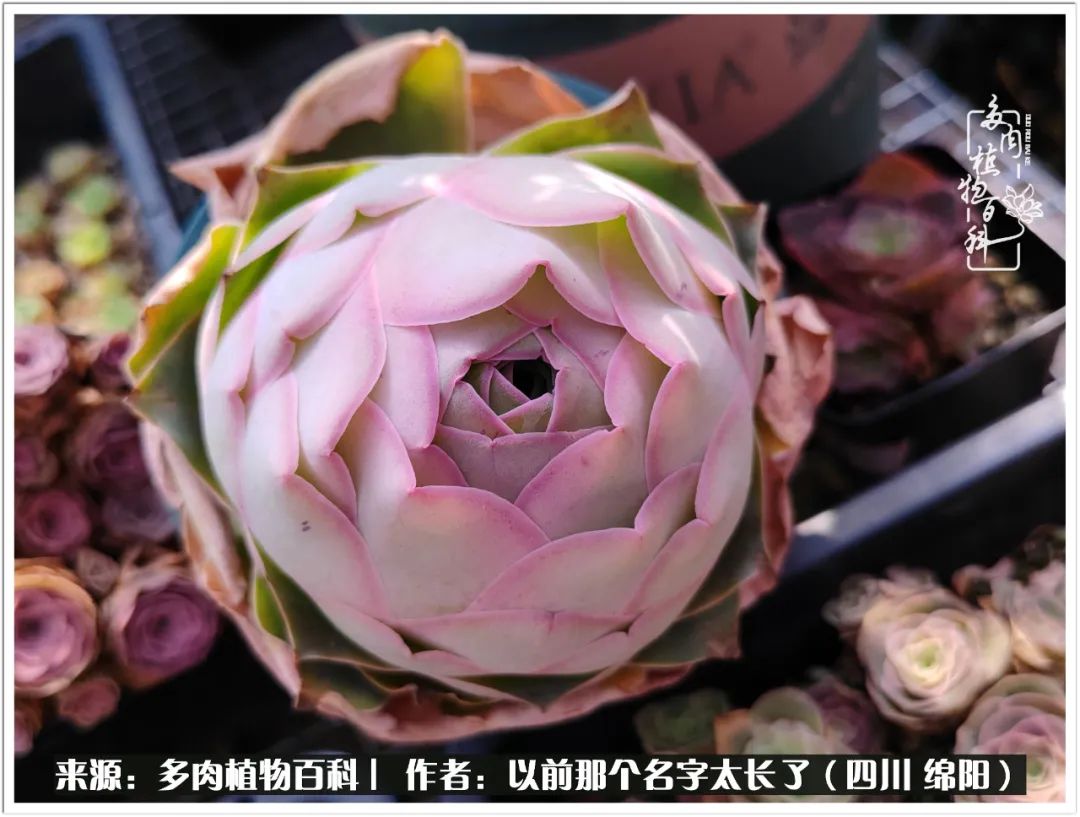 夏天山地玫瑰,小清新山地玫瑰