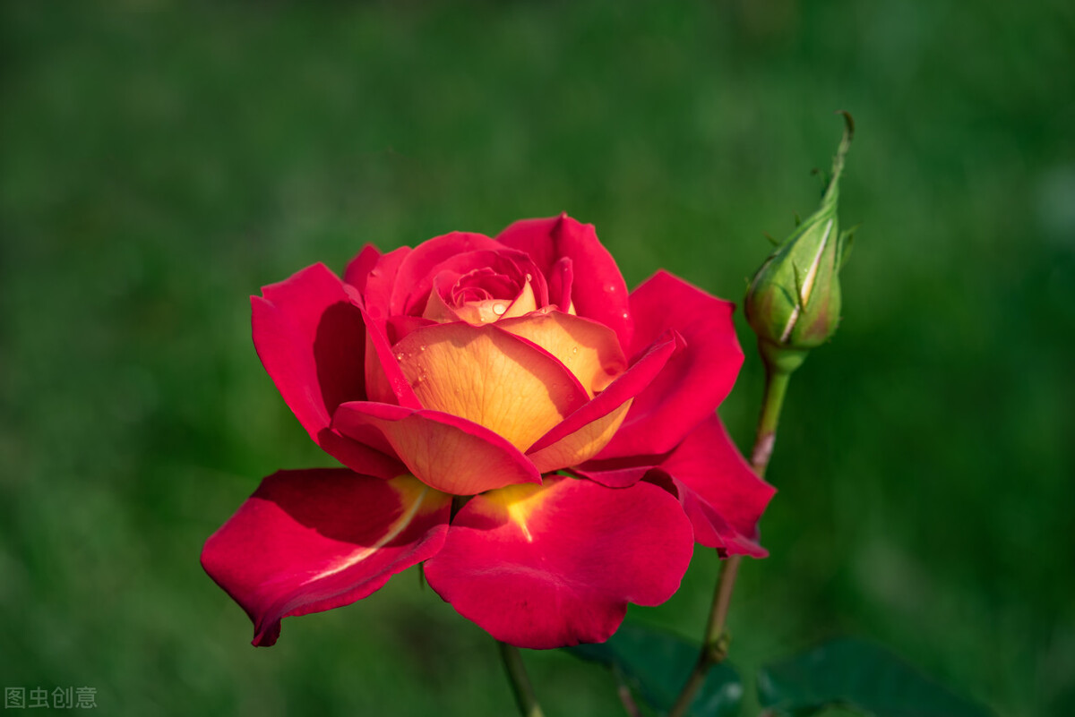 闺女上学谈恋爱怎么办,养女在家里没地位27岁不敢谈恋爱