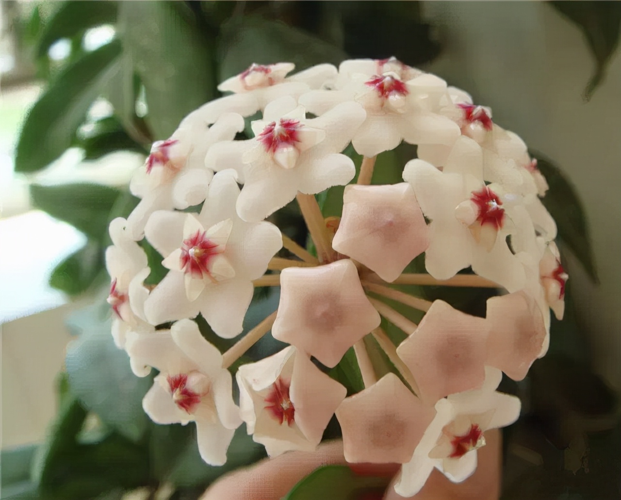 公园路边植物图片,路边的小植物有哪些