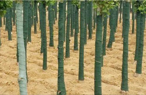 种植技术17问，园林人你知道这些么？