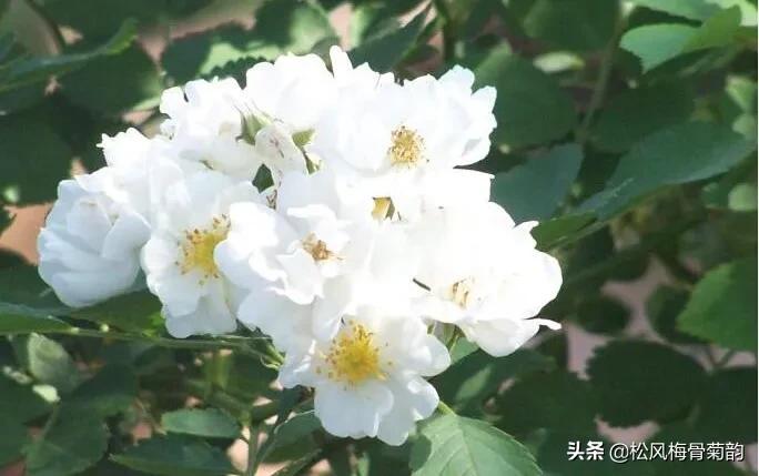 世界上最美的花朵前十,世界公认的最美花朵排名