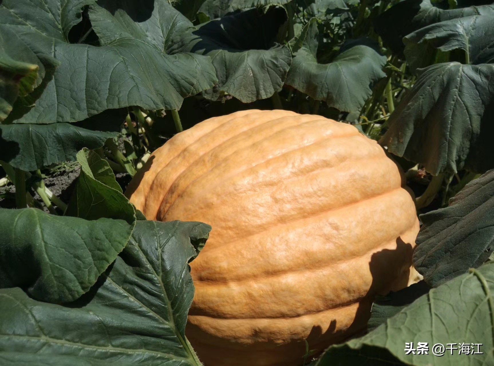 塞外水乡度假村怎么样,乌鲁木齐新市区塞外水乡门票价格