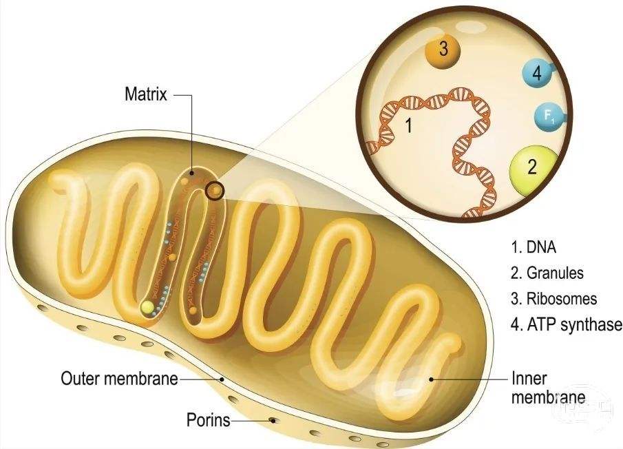 澶忓▋鍋囪鍒嗗竷鍖哄煙,澶忓▋鍋囪