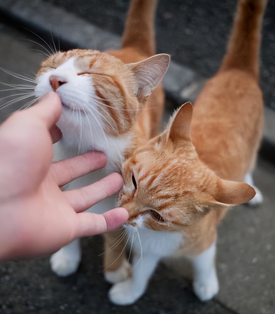 猫咪舔另一个头代表什么,猫咪舔有气味的地方是什么意思