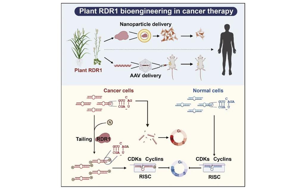 *013院医**教授：少吃点肉吧！太多人因它而受罪，是时候醒悟了