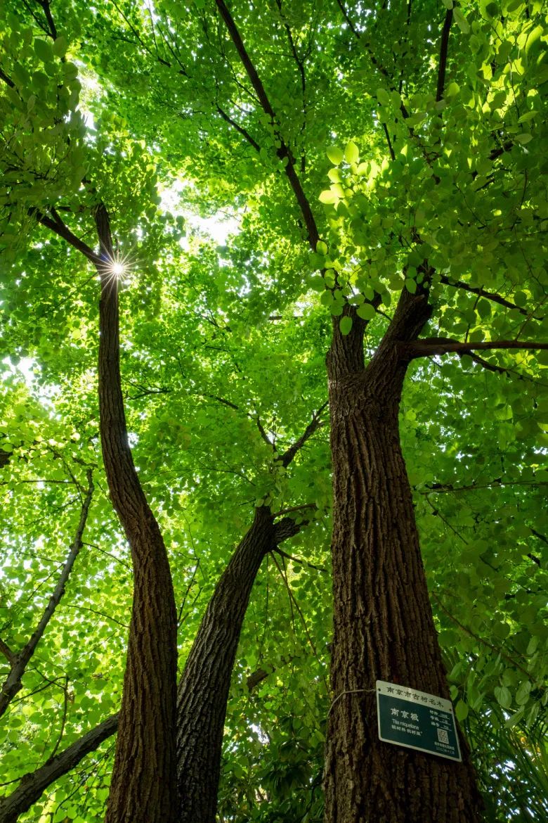 “树”说你的故事|南京椴：承载南京风情文化的乡土树种