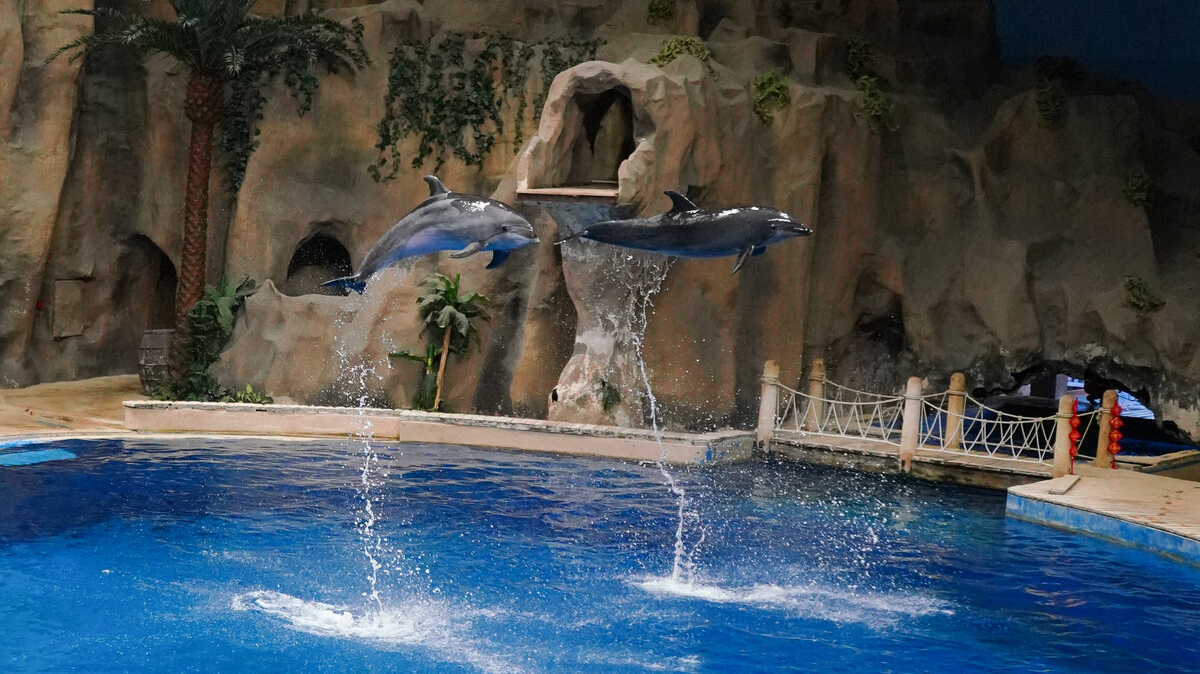 北京哪个海洋馆值得带孩子去,北京三个海洋馆哪个有海豚