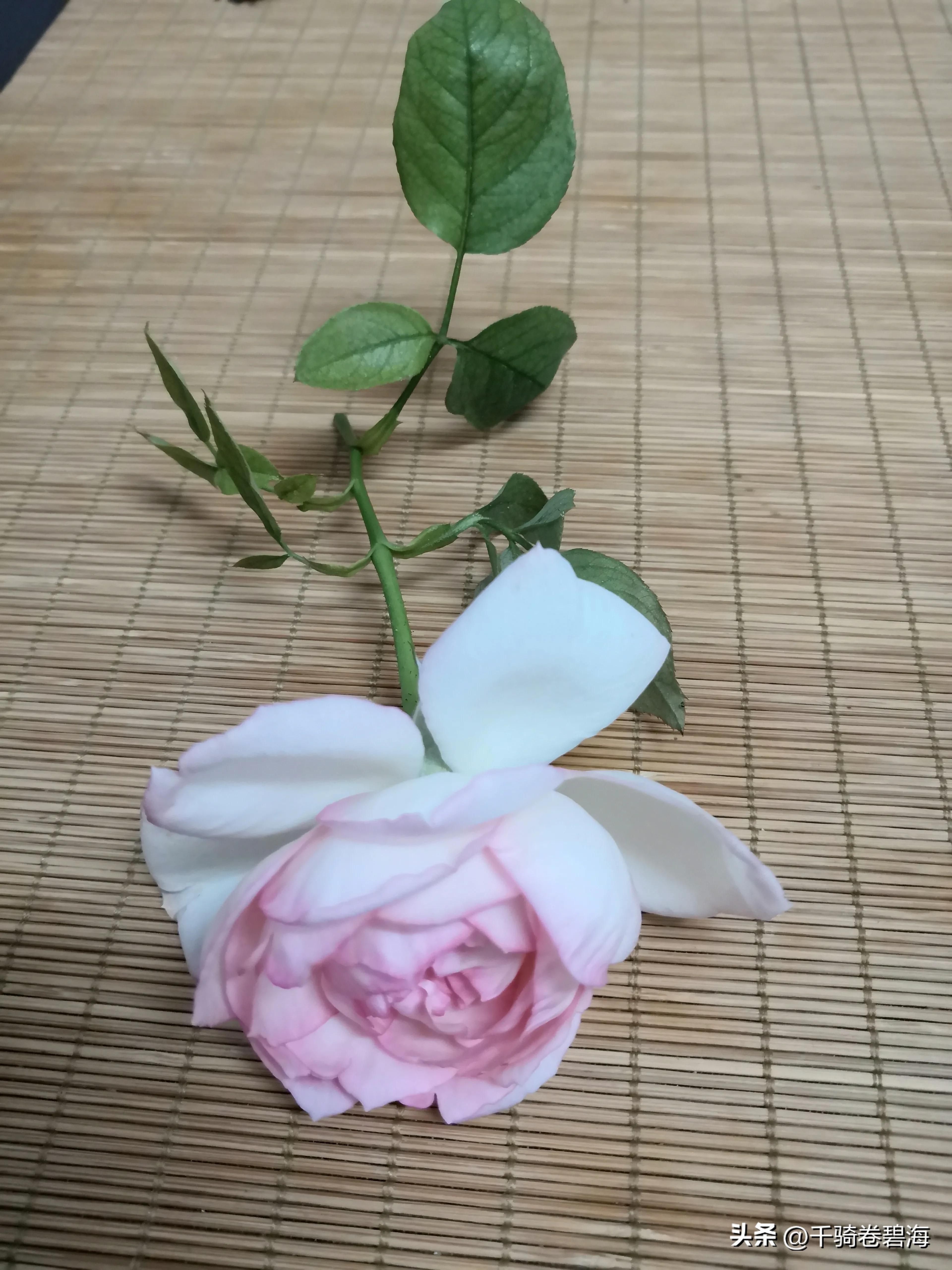 天籁净心自在,常守自在清净心