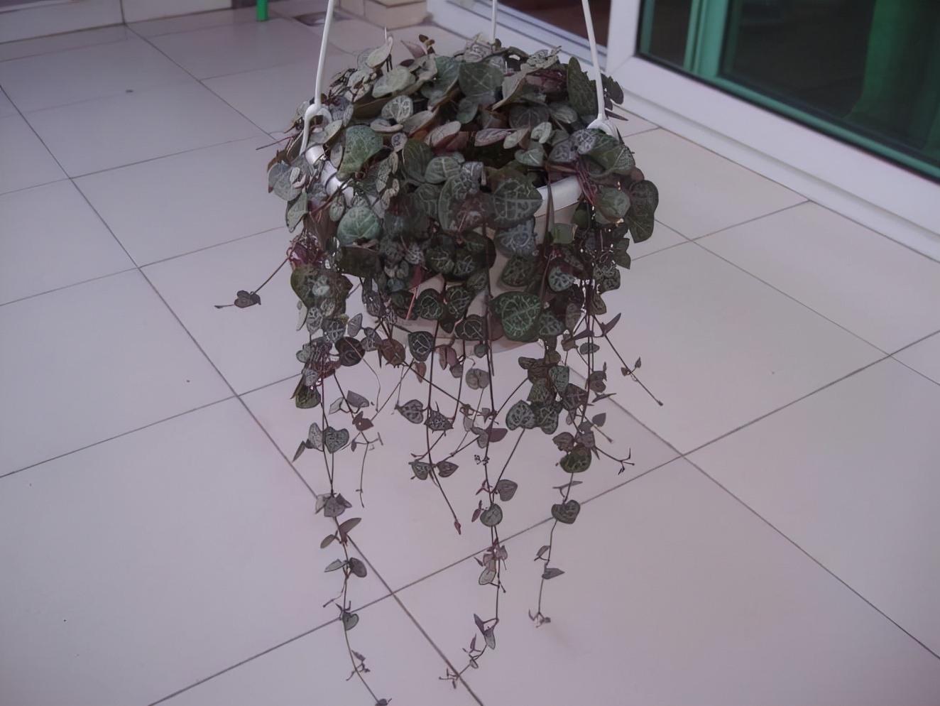 超级好看的多肉爱之蔓,超美的卷叶吊兰