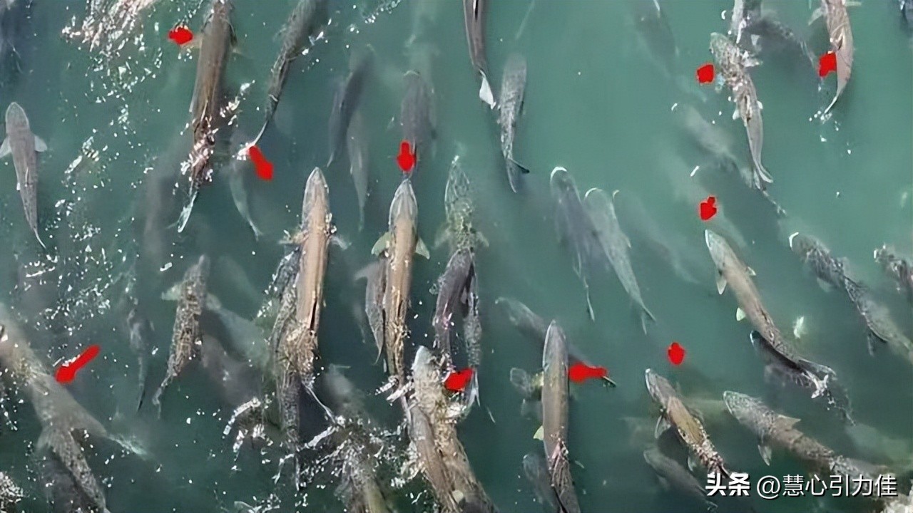 三峡大坝里最大鳡鱼,三峡大坝鱼群画面里部分大鳡鱼
