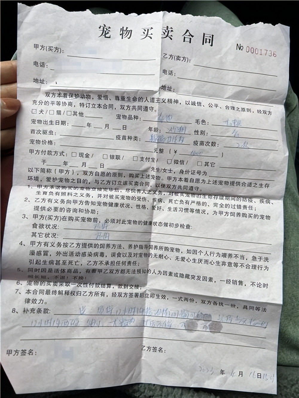 外籍女子买泰迪犬当晚就病了,狗狗买回去七天得了细小商家不退