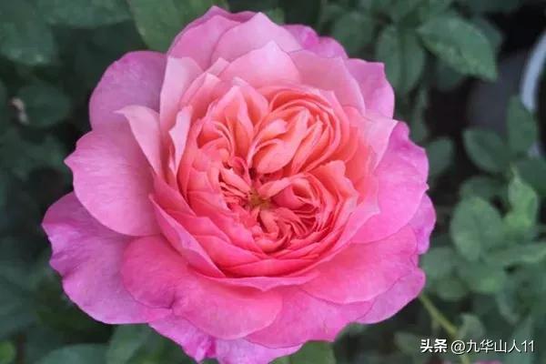 藤本月季品种列表,大红色藤本月季哪个品种好