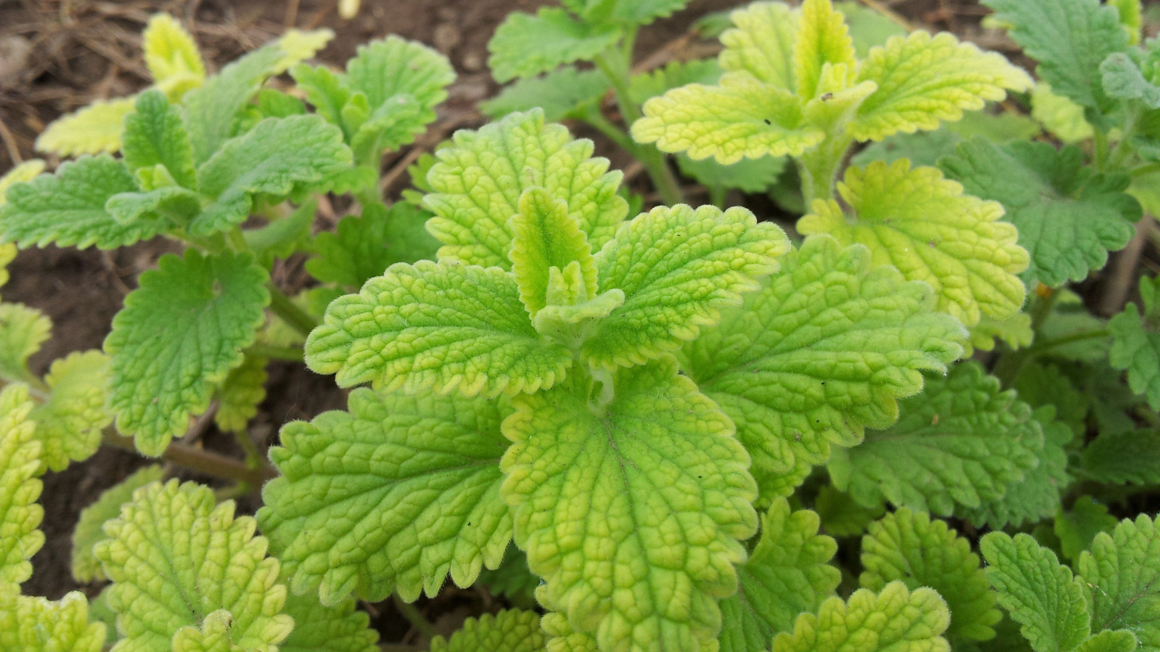 春天挖野菜图片大全,最全野菜图集63种野菜大图鉴