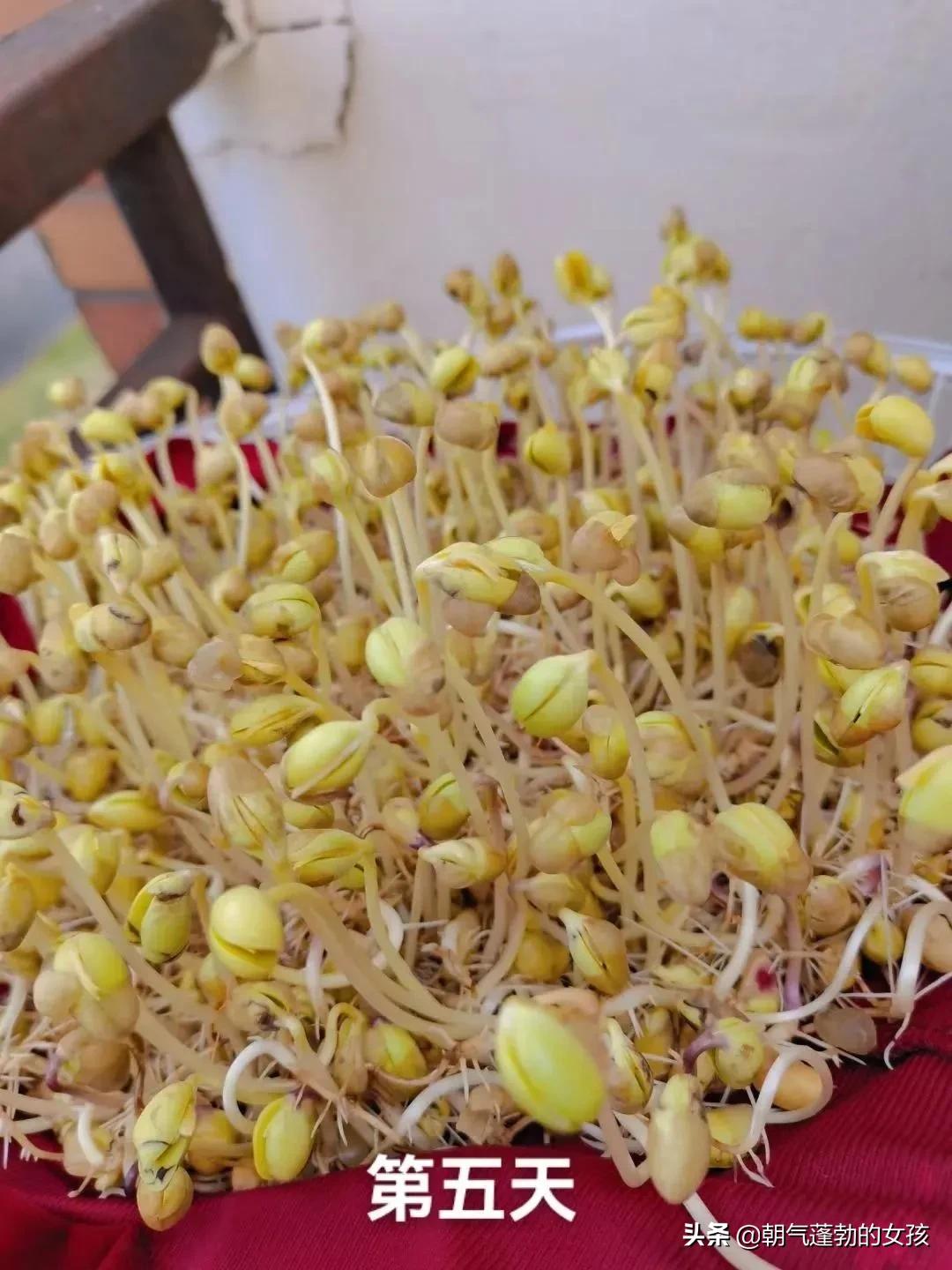 疫情在家种魔芋,疫情在家种葱的视频