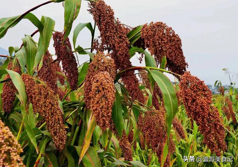 牛栏山真的是勾兑的酒吗,牛栏山勾兑酒为什么销量这么好