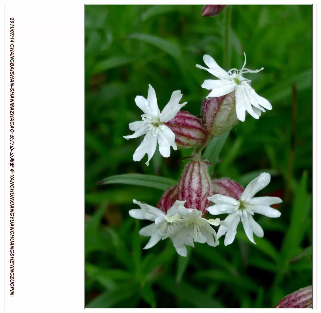 长白山蚂蚱草,第一次见奇怪的草