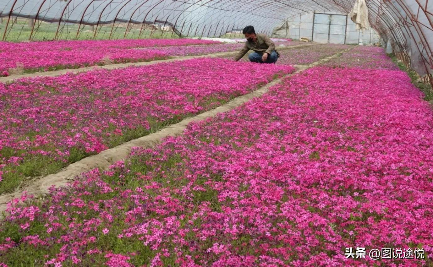 来“中国福禄考之乡”，千亩花田小镇中坐赏鲜花闲看云