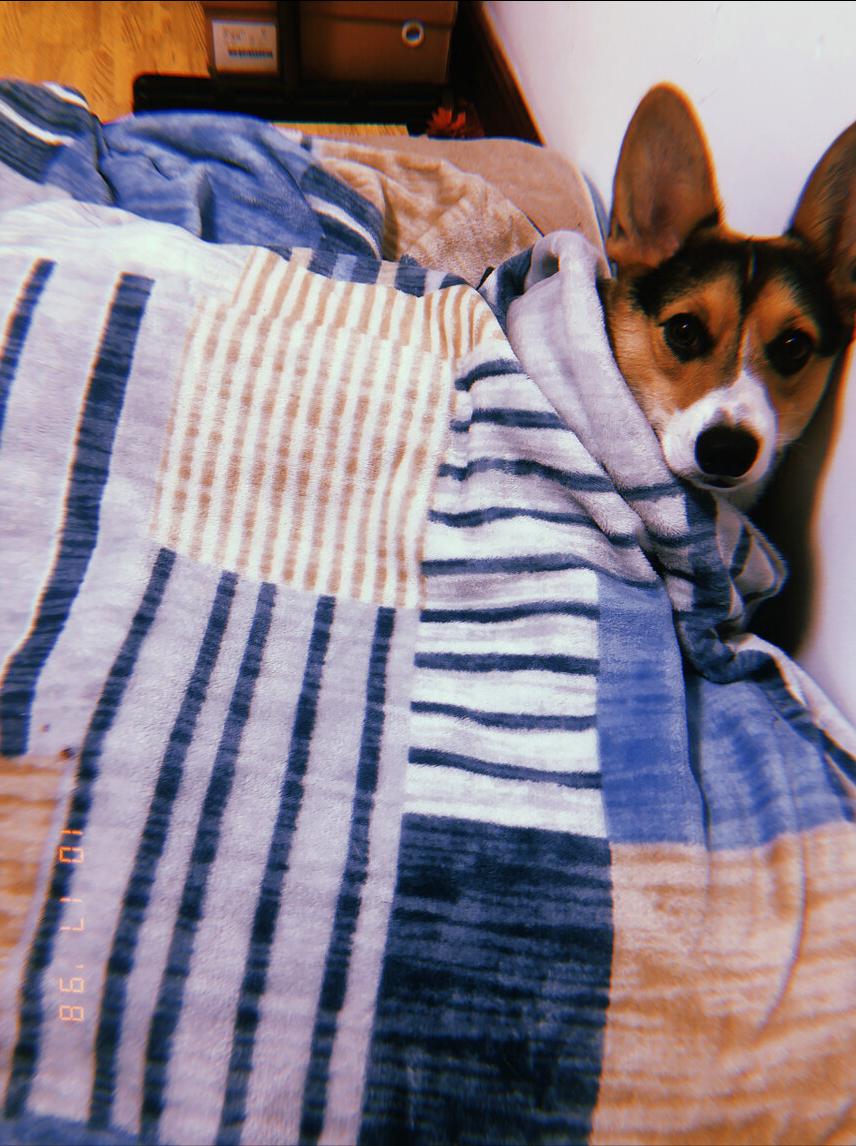 狗狗来“大姨妈”别慌，这些知识你需要知道