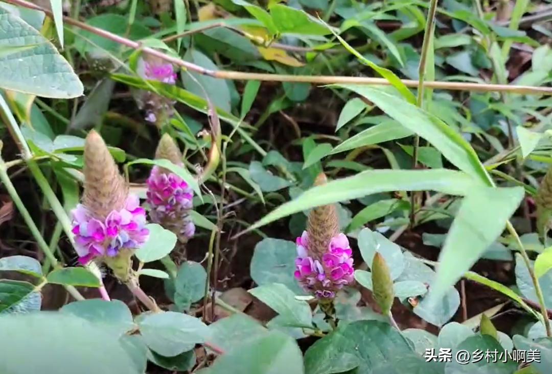 狐狸尾巴红色植物,狐狸尾巴的植物有哪些