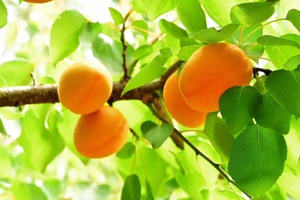 诗词选编——杏子28首