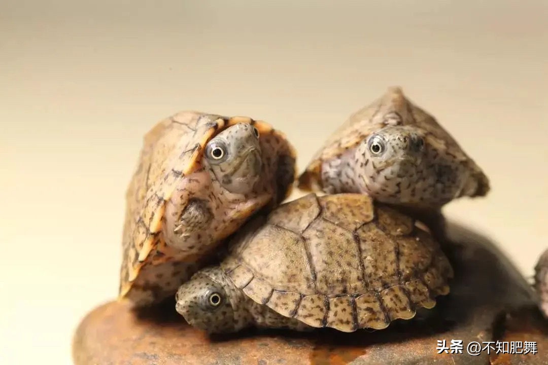 直播卖龟的平台有哪些,淘宝直播卖龟蛋