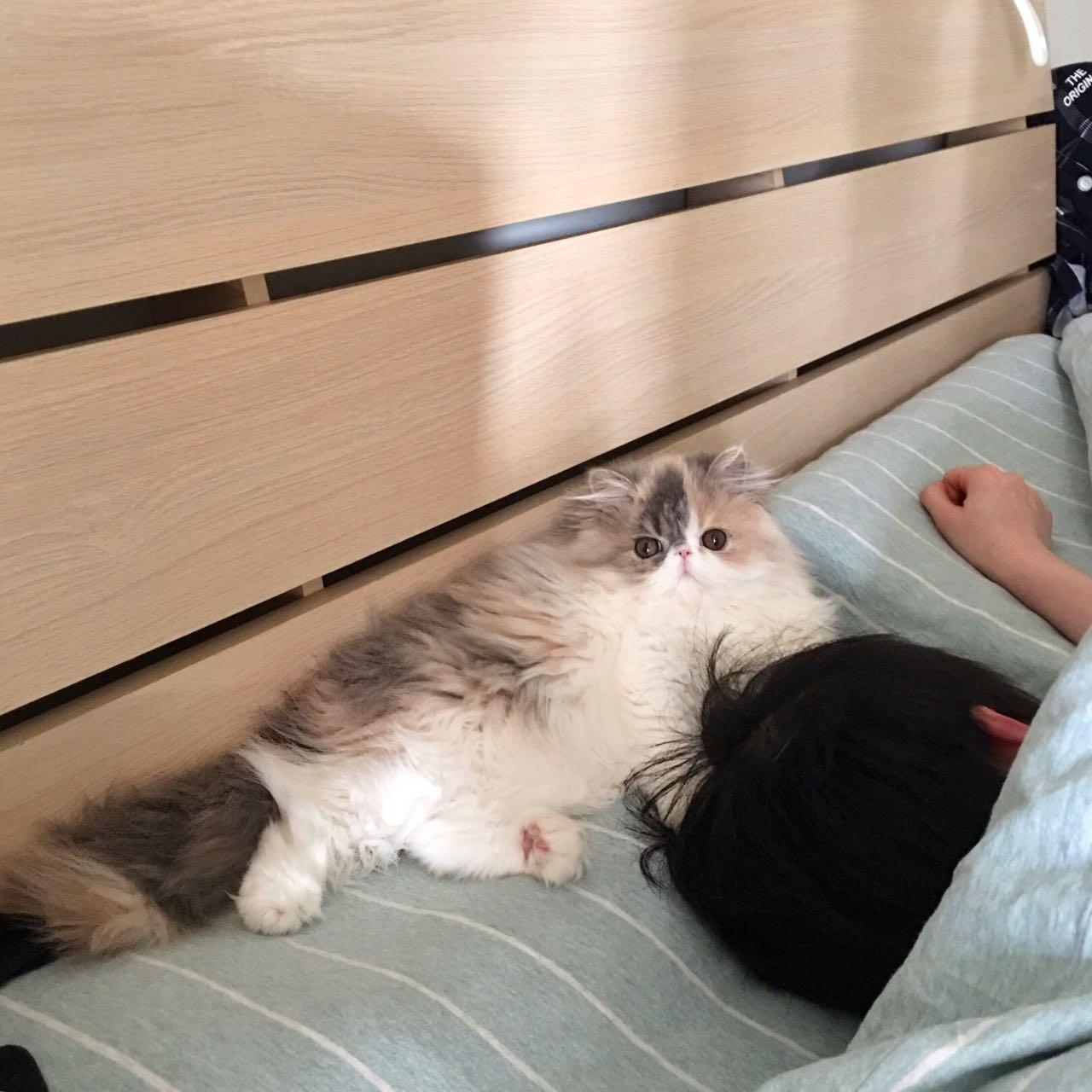 跟猫咪睡觉要注意哪些问题,和猫咪睡觉有什么要注意的