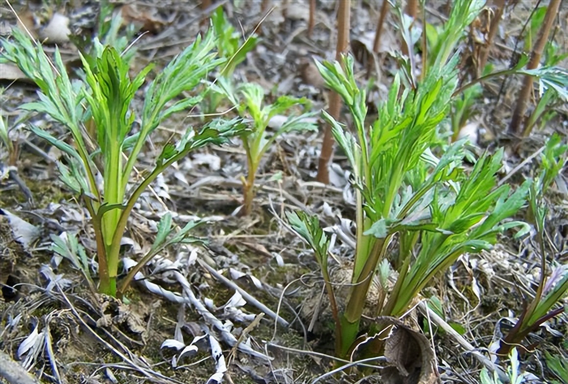春天看图挖野菜，送你40种野菜大图鉴，让你轻松辨别各种野菜
