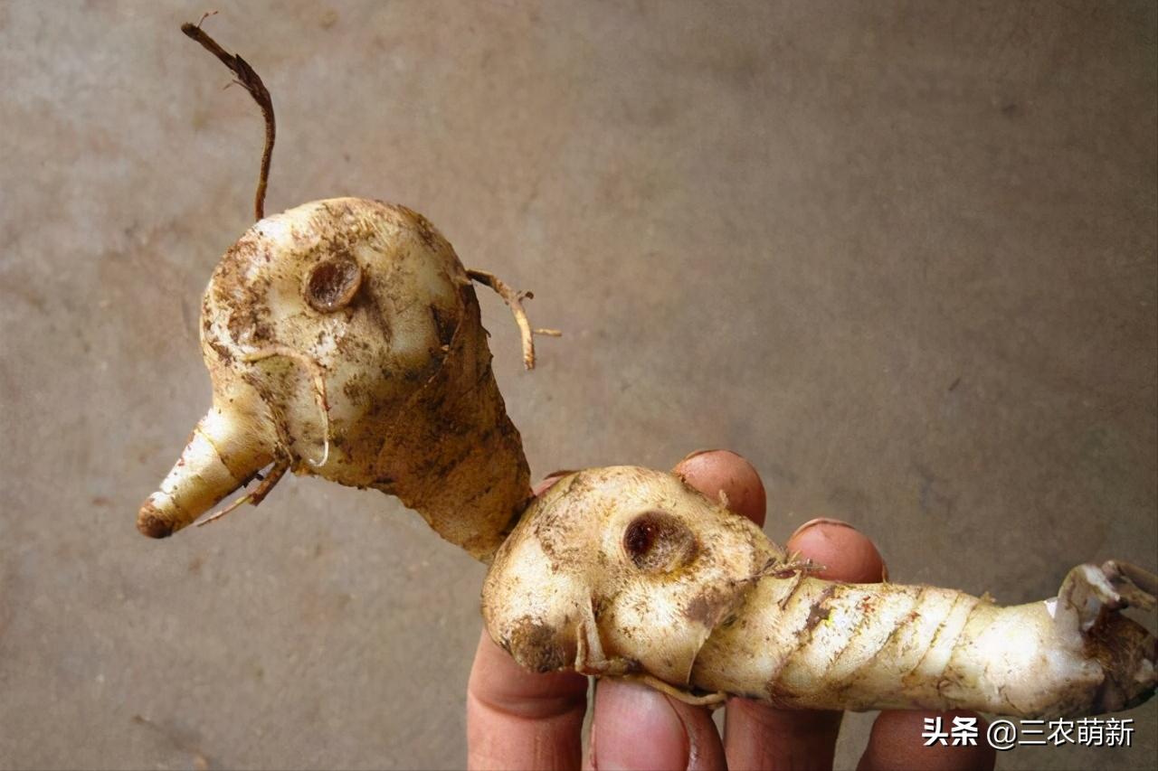 野生鸡头参采挖,鸡头参能不能经常挖