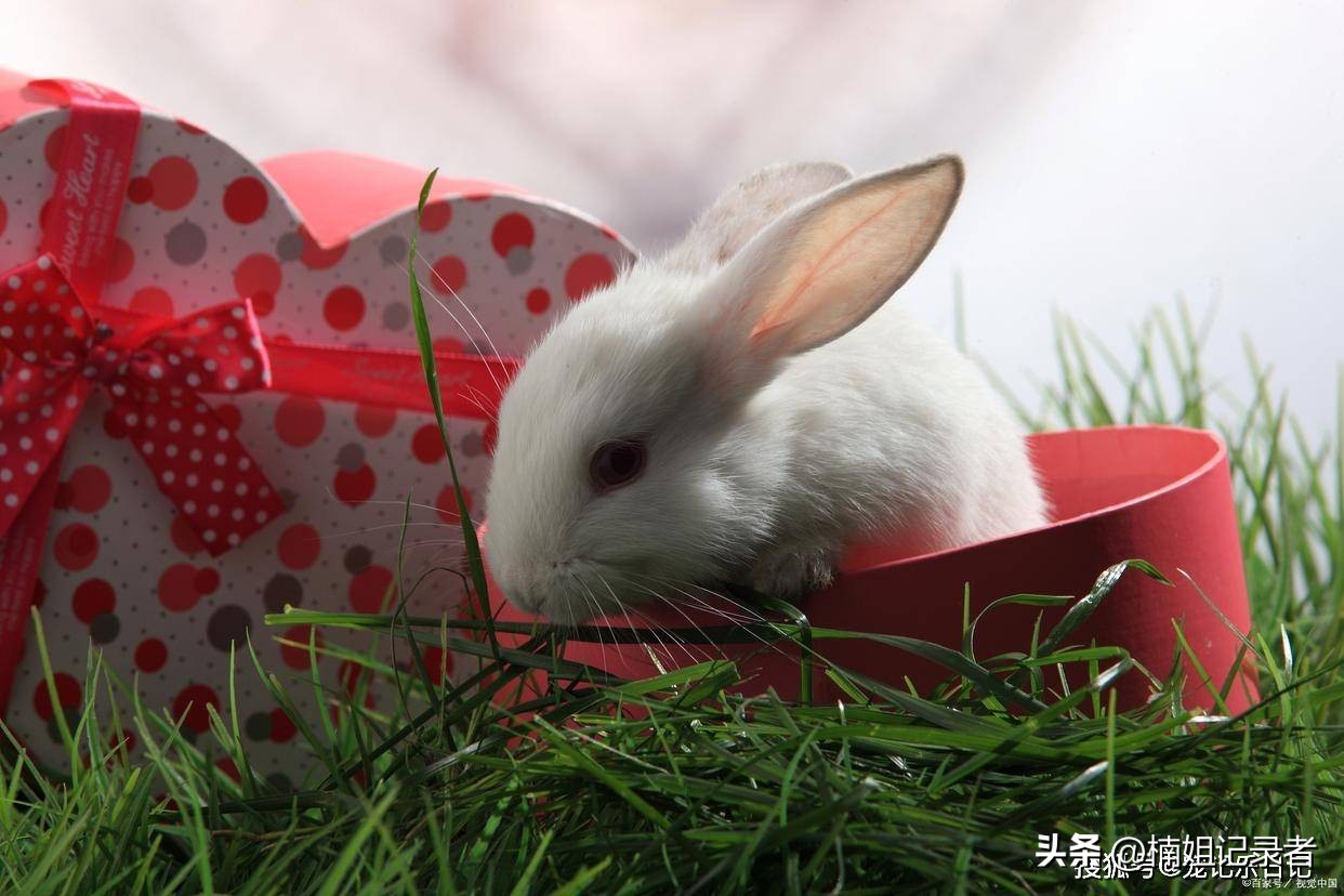 幼兔子一直打喷嚏,兔子感冒打喷嚏怎么办