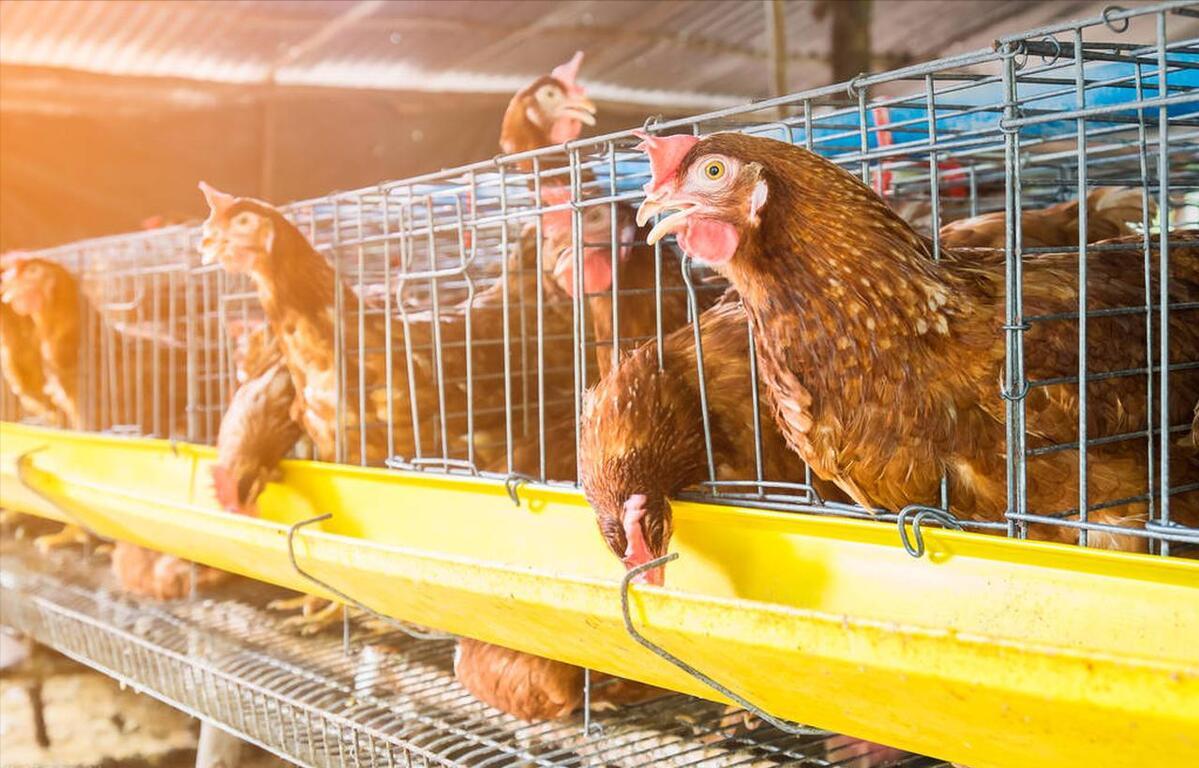 冬季蛋鸡饲养管理需要注意些什么,海兰褐商品代蛋鸡饲养管理手册