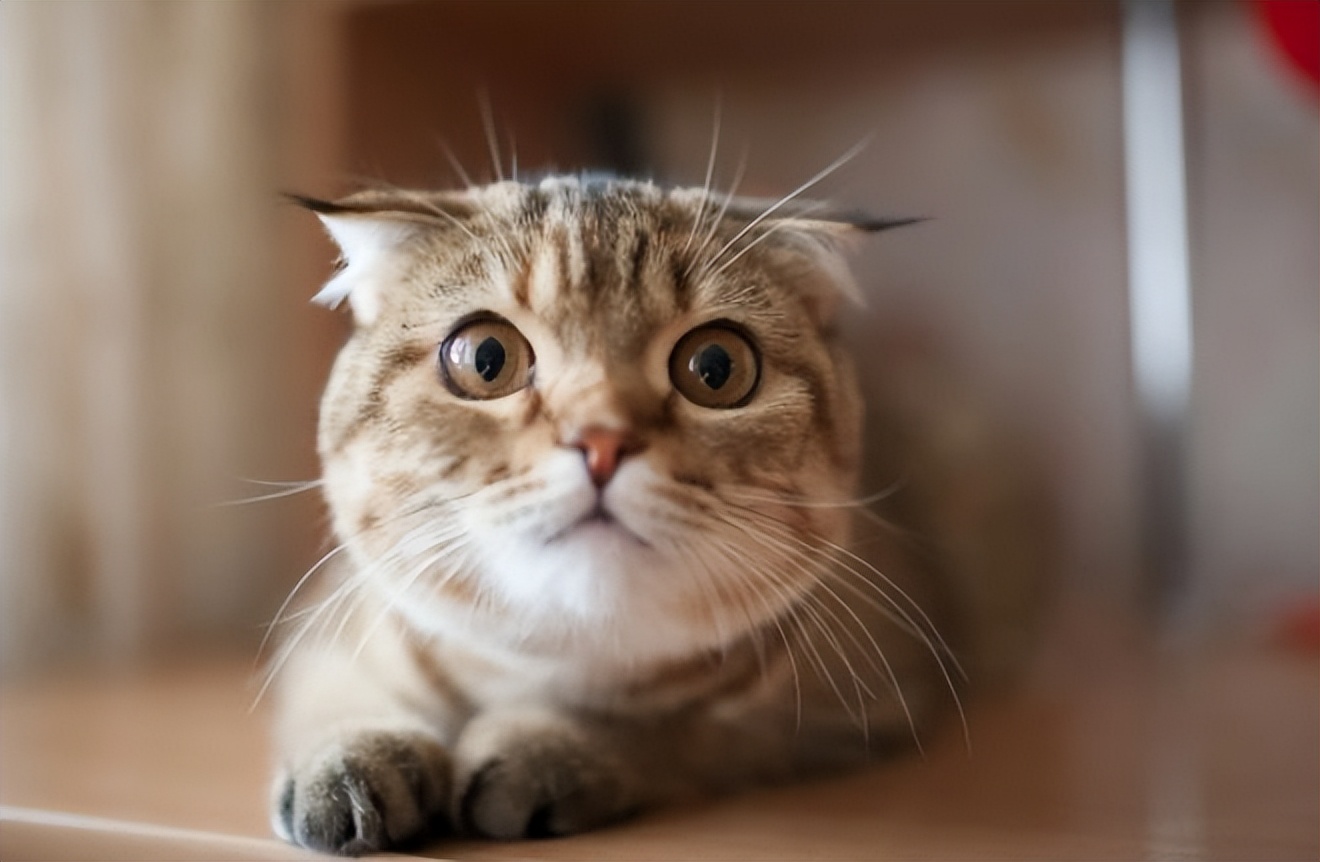 越来越不喜欢自己的狗,突然不喜欢猫了怎么回事