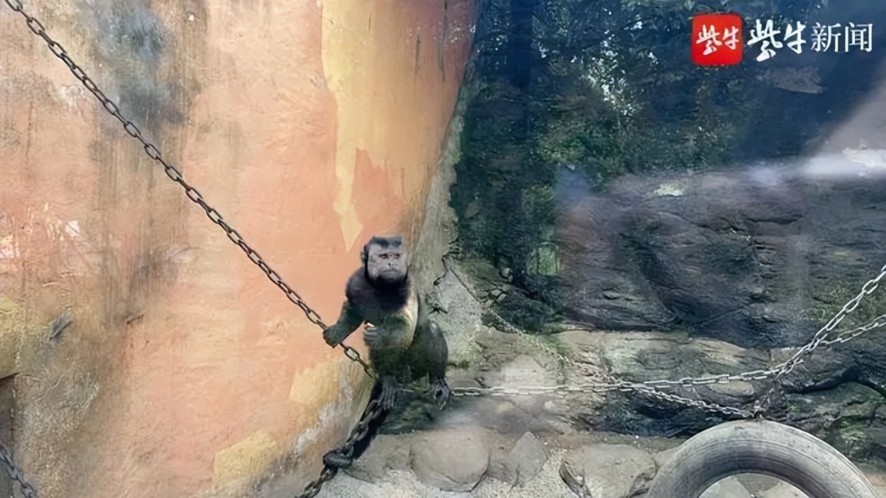 因丑而红,因长相丑而走红