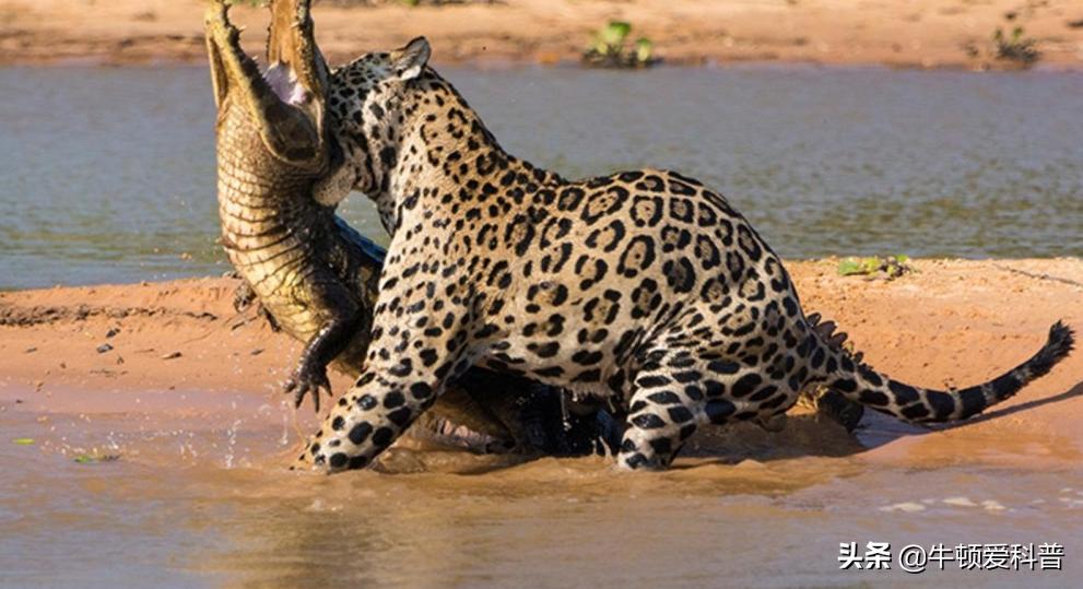 最凶猛的豹子是什么豹子呢,十种最凶猛的豹子