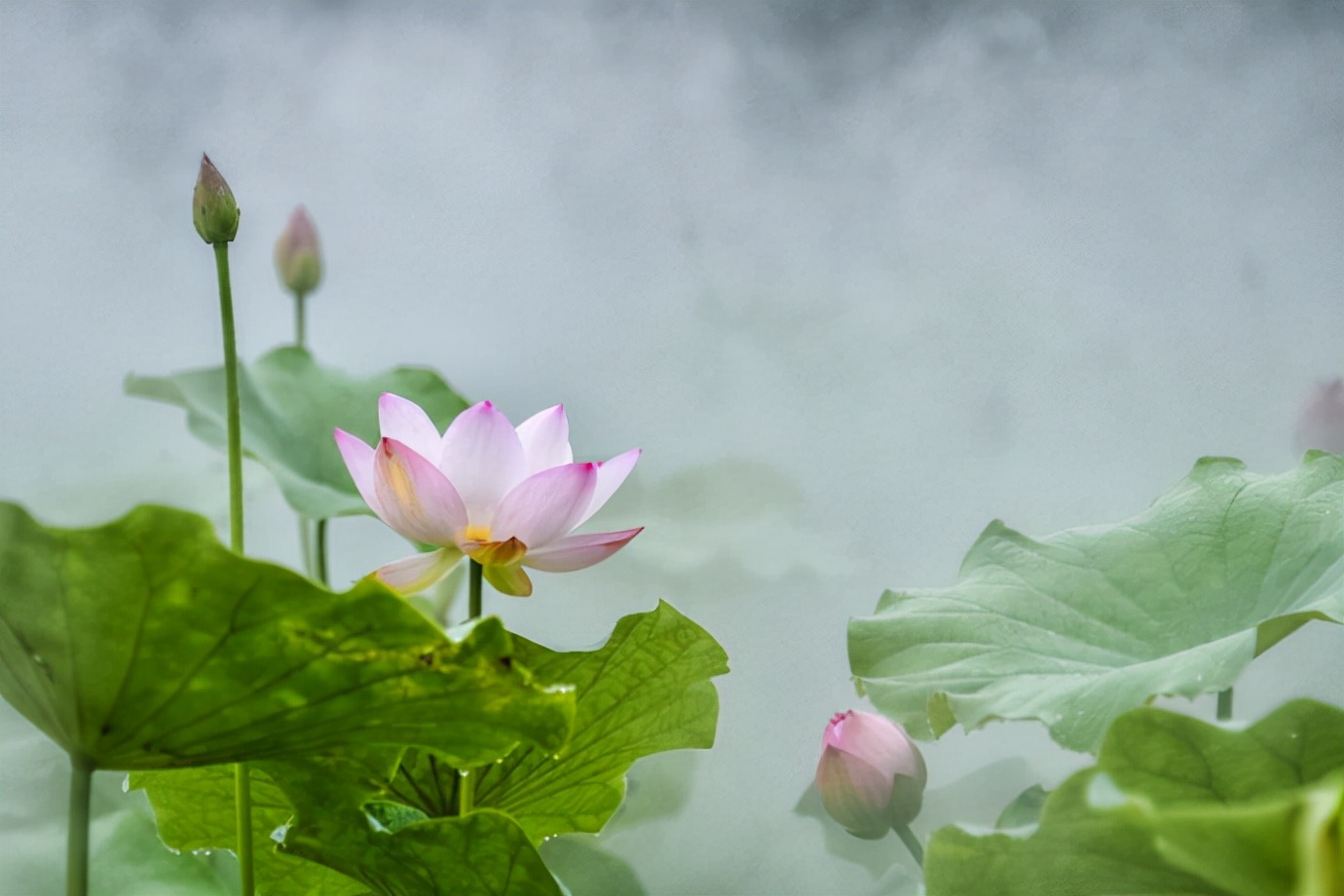 荷花淀中描写景色的句子,读课文荷花淀有感