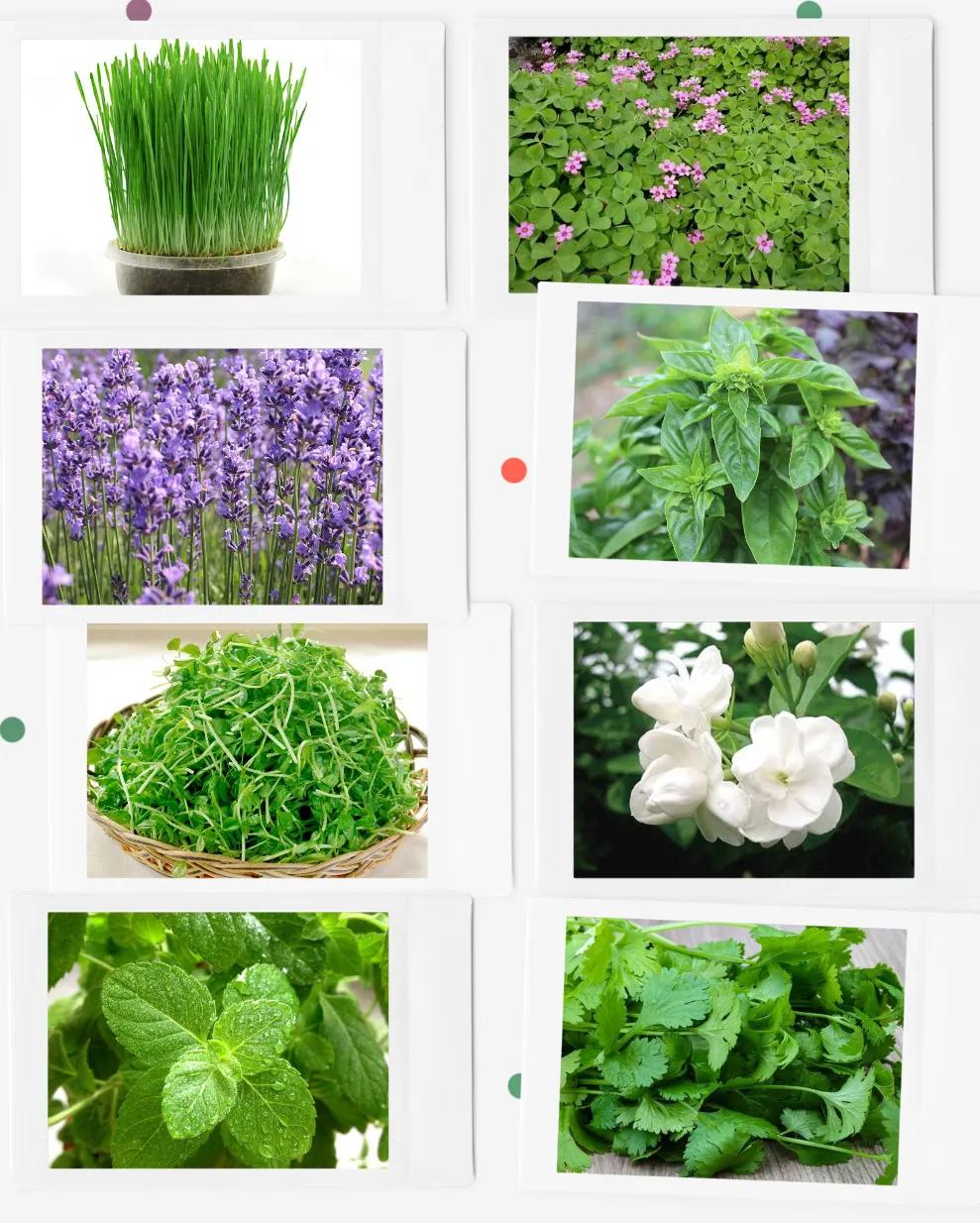 仓鼠食物挑食怎么办,仓鼠吃不下饭吃什么食物