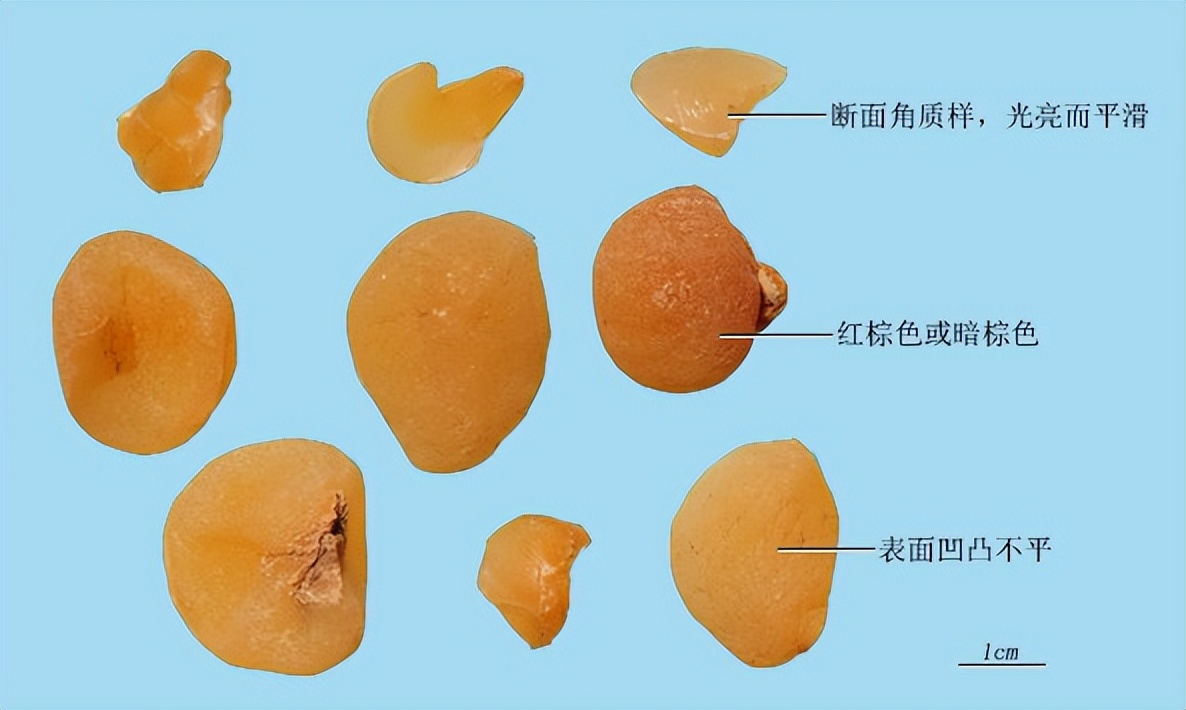 带你识别中药材,土贝母图片