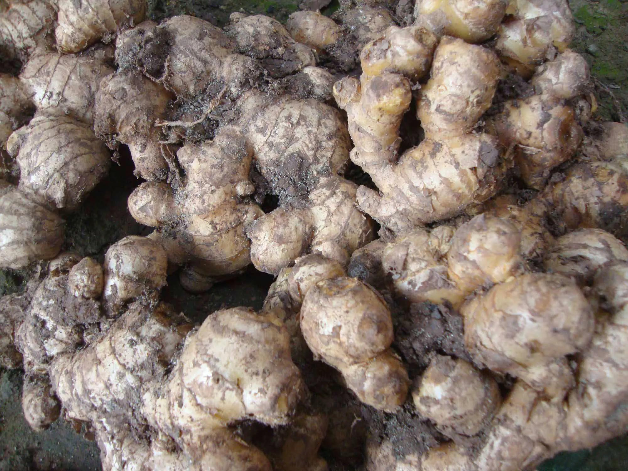 中国地理标志产品生姜,中国地理标志产品